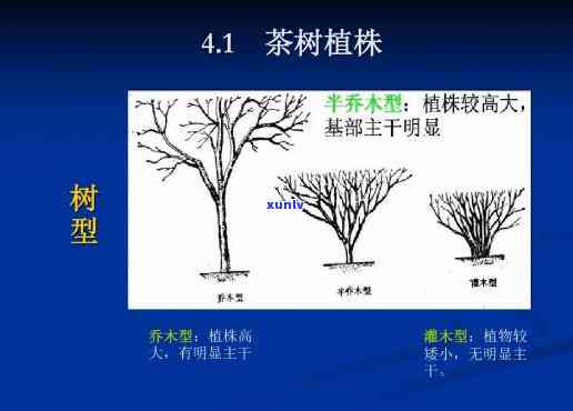 茶树的根据树形不同分为，茶树形态解析：根据树形的不同分类