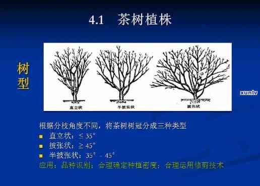 茶树根据树形可分为-茶树根据树形可分为哪几类