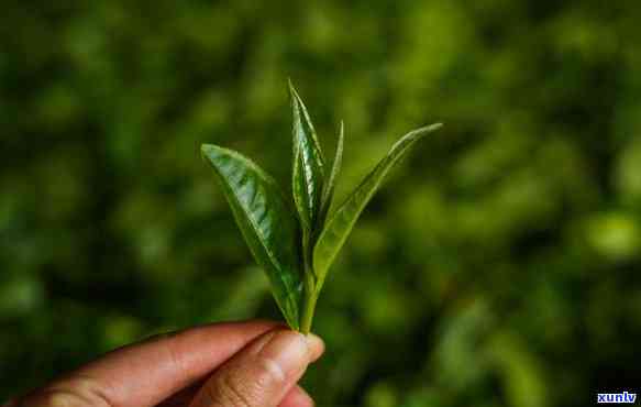 深入探究：茶树成分对皮肤的作用、影响与可能的危害