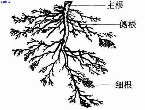 茶树根系分布：影响因素与实际形态分析