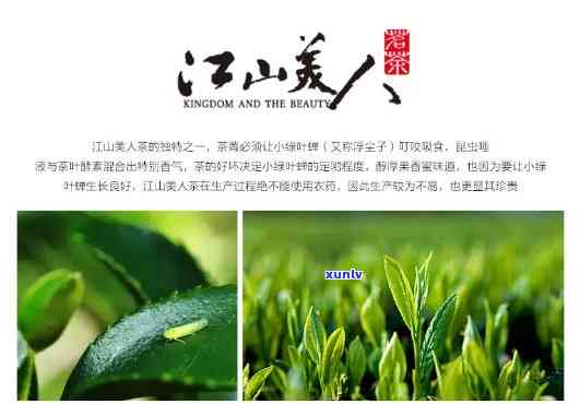 江山美人茶的特点及其功效