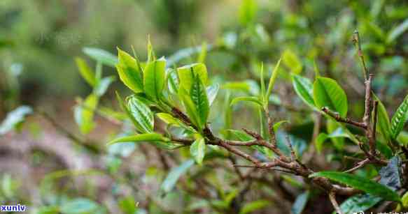 茶树的芽分为哪两种-茶树的芽分为哪两种类型