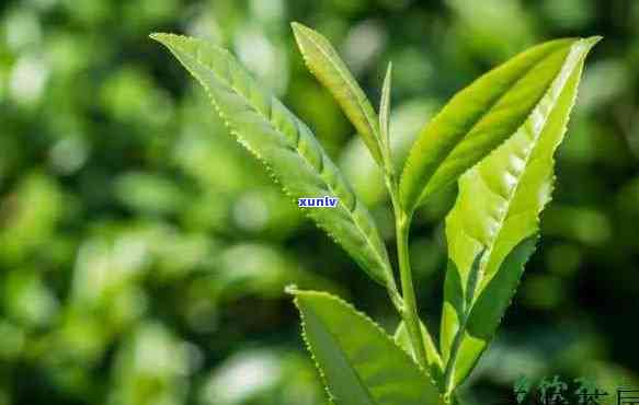 茶树可以分为哪几种-茶树可以分为哪几种类型