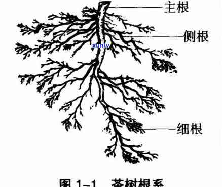 黄金翡翠手绳玉-黄金翡翠手链