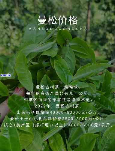 普洱贡茶曼松和妙玉区别，解析普洱贡茶：曼松与妙玉的区别