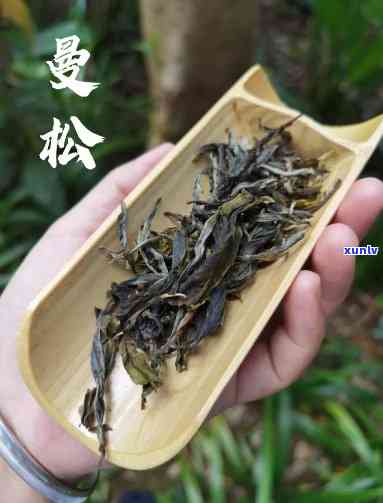 明清时期的曼松贡茶-明清时期的曼松贡茶是什么茶