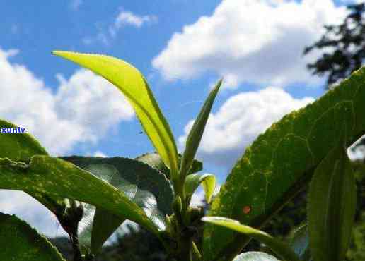 蔓松普洱茶，探索蔓松普洱茶的世界：历、 *** 与品尝技巧