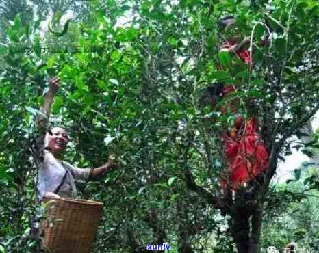 探索曼松王子山：大树茶、古树茶与木茶的口感特点