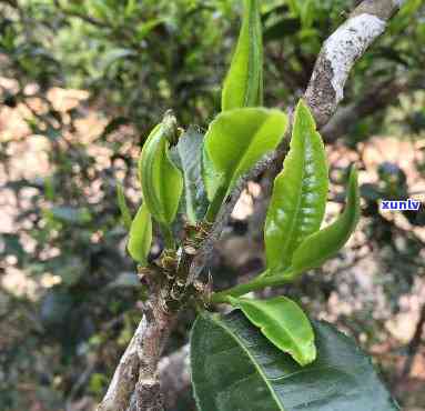 深入解析：景迈茶口感及其独特特点与红茶的对比