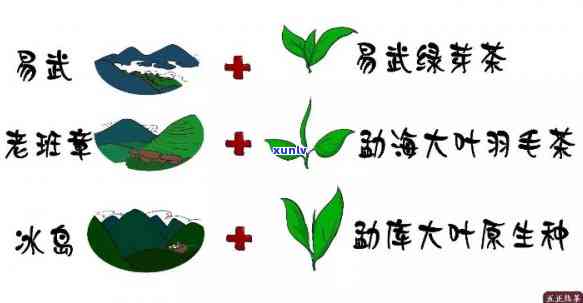 深入解析：景迈茶口感及其独特特点与红茶的对比