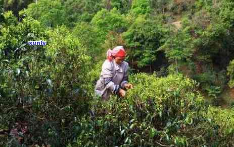 曼松普洱生茶多少钱，价格查询：曼松普洱生茶的市场价格是多少？