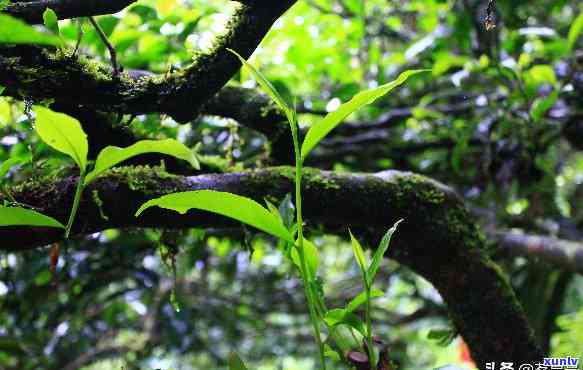 曼松古树茶的特点，探秘古老韵味：揭秘曼松古树茶的独特特点