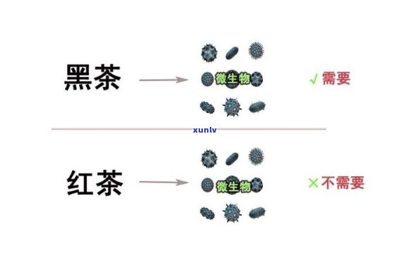 红茶杂质多：为何红茶中常含杂质，是否生？