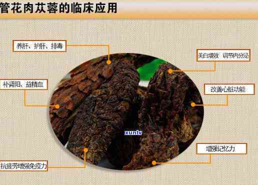 肉苁蓉可以泡红茶吗？功效、作用及禁忌全解析