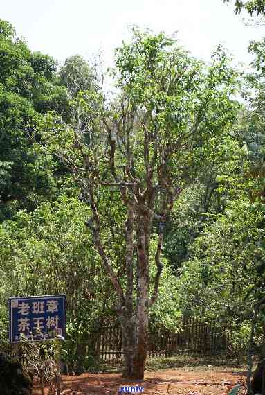 老班章茶树王究竟多少树龄，探秘老班章茶树王：揭秘其惊人树龄！