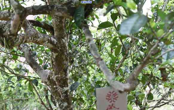 老班章茶树王的年龄，揭秘老班章茶树王：岁月沉淀下的珍贵遗产