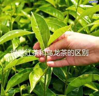 红龙茶属于什么茶类？详解其品种归属