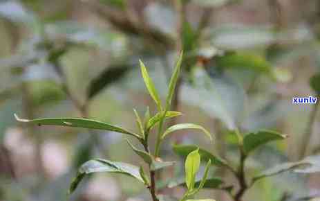 曼松古树茶去哪里买-曼松古树茶去哪里买正宗