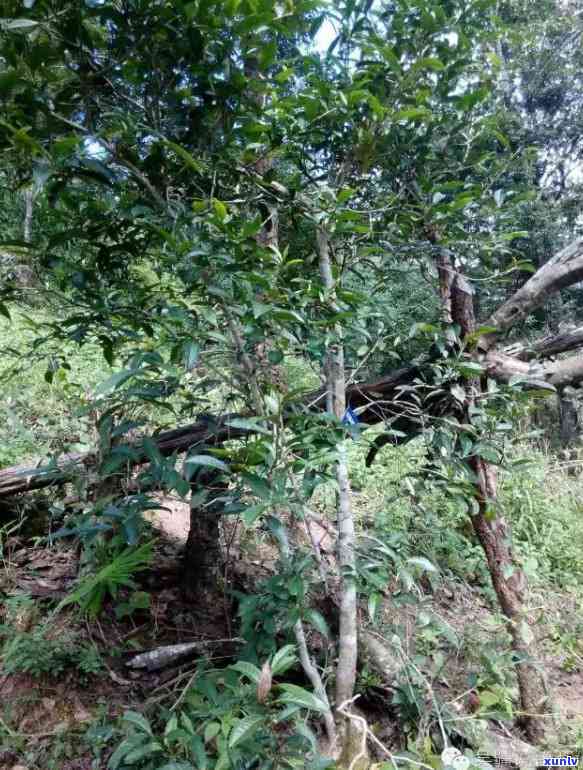 曼松古树茶在哪个山头，探寻古老韵味：揭秘曼松古树茶的山头来源