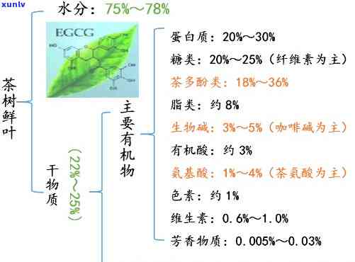 红茶主要成分是什么茶，揭秘红茶的主成分：你所不知道的茶叶秘密