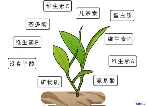 红茶的成分是什么？详解其含义与构成物质