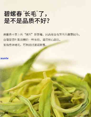 红茶里的毛毛是什么-红茶里的毛毛是什么东西