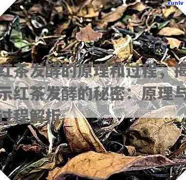 红茶发酵是什么意思？详细解析红茶发酵的过程与原理