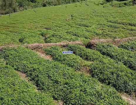 红茶的生产地区，探寻红茶的魅力：揭秘世界各地红茶的生产地区