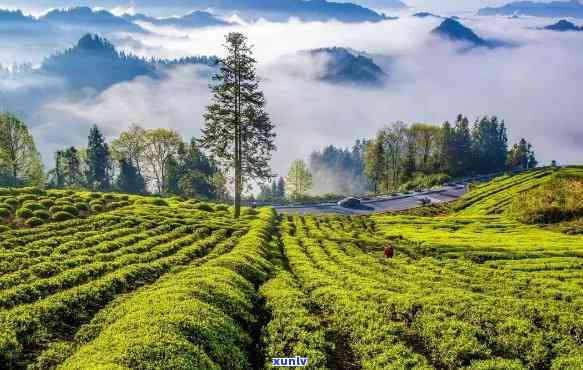 湖北宗雅利川红茶城-利川宗雅地产