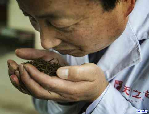 红茶加工 *** 与流程-红茶加工 *** 与流程视频