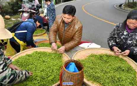 茶艺师红茶冲泡流程详解：视频演示与步骤全攻略