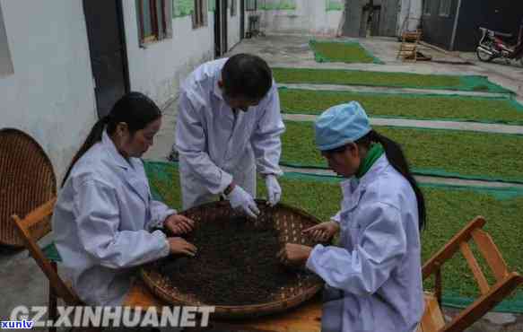 红茶怎么做的全过程-红茶怎么做的全过程视频