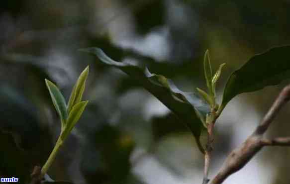 曼松贡茶是王子山吗-曼松贡茶是王子山吗为什么