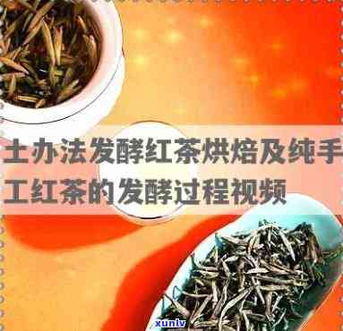 深入理解红茶冷发酵工艺流程视频教程