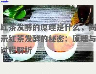 深入理解红茶冷发酵工艺流程视频教程