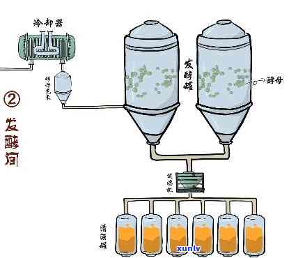 深入理解红茶冷发酵工艺流程视频教程