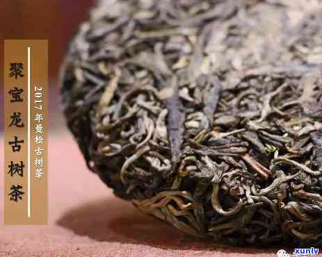 卧龙号不润古茶曼松-卧龙茶是什么茶