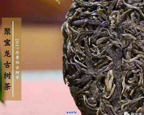 卧龙号不润古茶曼松-卧龙茶是什么茶