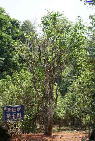 老班章古茶树王，探秘古老神秘的‘老班章古茶树王’