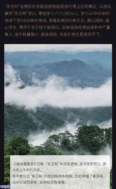 易武王子山普洱茶，探索易武王子山：揭秘顶级普洱茶的诞生地