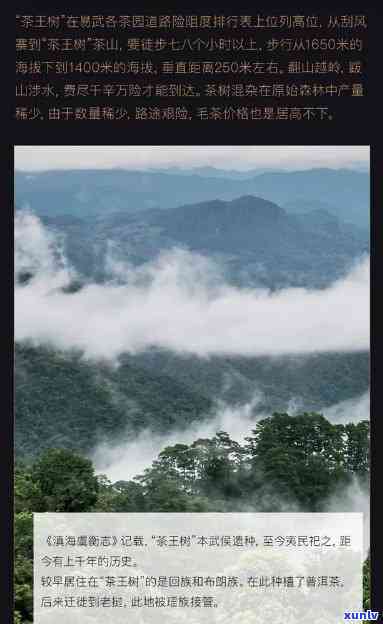 易武王子山普洱茶，探索易武王子山：揭秘顶级普洱茶的诞生地