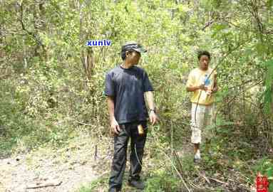 曼松王子山古树茶产区与价格解析，口感特点揭秘