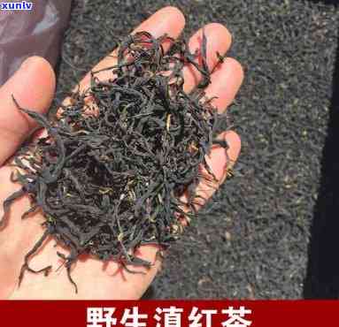 野生红茶可以泡几次喝，探究野生红茶的冲泡次数：你能喝多少次？