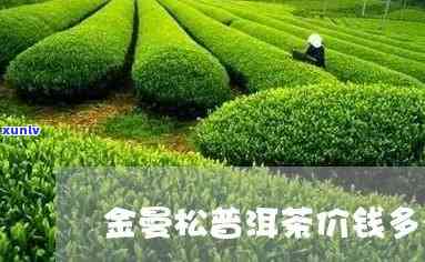 金曼松普洱茶价钱，探寻金曼松普洱茶的价格：一份全面的市场分析