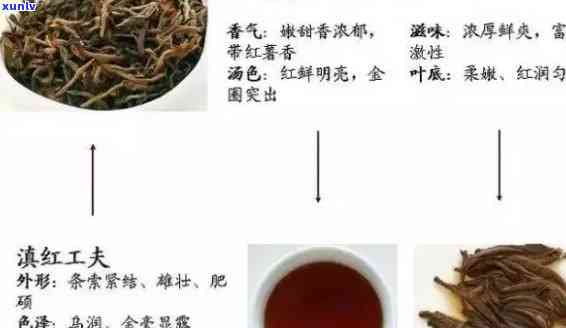 红茶出现在哪个朝代-红茶出现在哪个朝代了