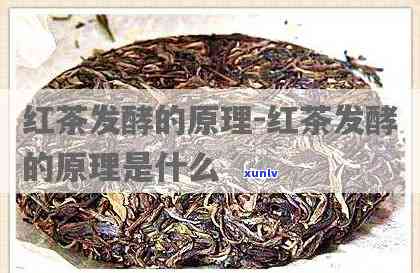 红茶出现于哪个朝代？采用何种发酵法？