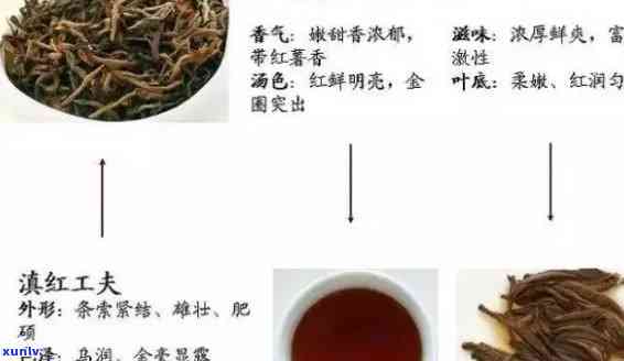 红茶起源于哪个朝代-红茶起源于哪个朝代的