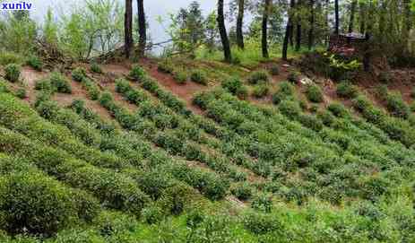 红茶泡几遍就没味道-红茶泡几遍就没味道了