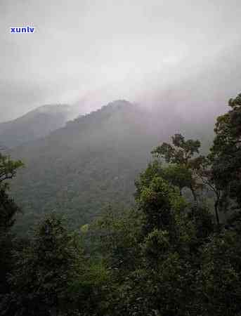 曼松贡茶是半阴山吗，探秘曼松贡茶：它是半阴山吗？