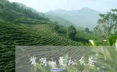 曼松贡茶是半阴山吗，探秘曼松贡茶：它是半阴山吗？